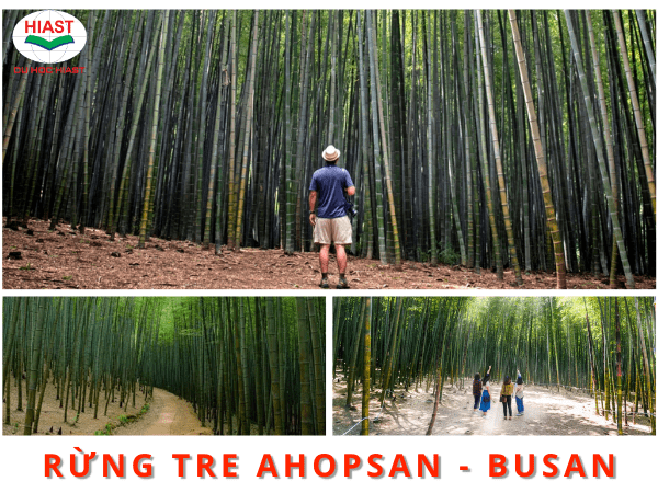 tìm hiểu về thành phố busan hàn quốc