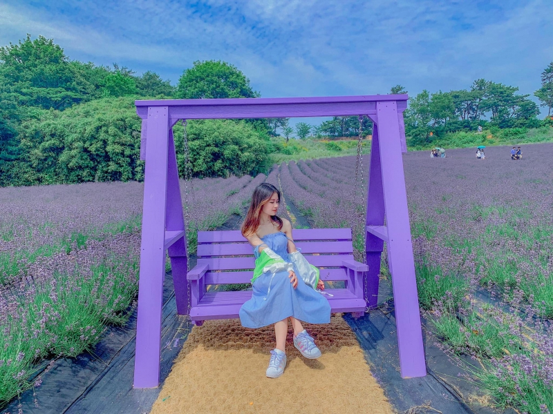 Mùa hoa lavender Hàn Quốc cùng sinh viên Hiast